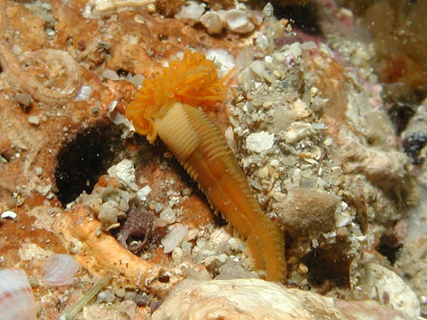 Amphitrite johnstoni